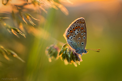 Podvečer na steble...