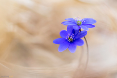 V zákutiach suchých tráv...