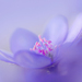 Modry kvet