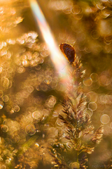 Malý, vo veľkom svete svetla...