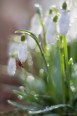 Lienky a snežienky...