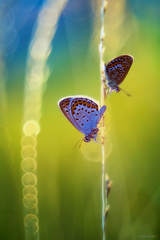 Na svetelných dráhach dňa