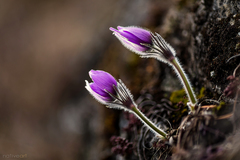 Blízkosť v strminách skál...