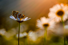 V poslednom opojení svetla