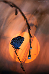 Napájanie motýľov