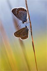 Blízkosť motýlieho druhu