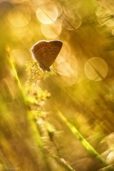 Malý svet svetla...