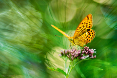 Ukrytý v zákutiach papradí