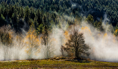 Vo vetre, slnku a hmle