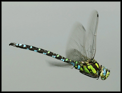 Šidlo modré (Aeschna cyanea)