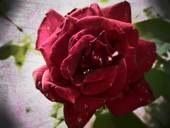 rose :)