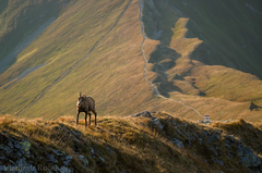 Kamzíčia pohraničná stezka