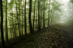 chodník z Podmalenice