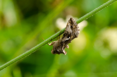 Hra na prekrvenie mozgu