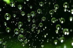 kvapky rosy v pavučine