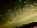 Flight to unknown