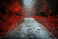 forest road