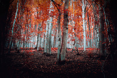 forest...