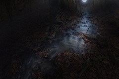 Forest Night