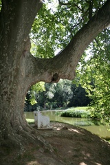 lavička