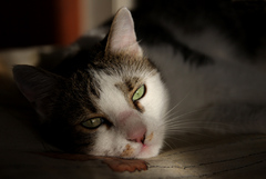 mimi