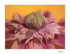 Clematis