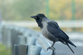 Vrana popolavá Corvus cornix
