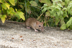 RAT