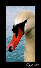 Cygnus