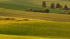Vianočné stromčeky