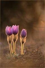 ~ Pulsatilla ~