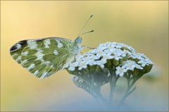 Mlynárik rezedový (Pontia edusa)