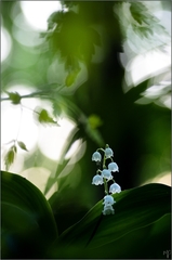 ~ Lily of the valley ~