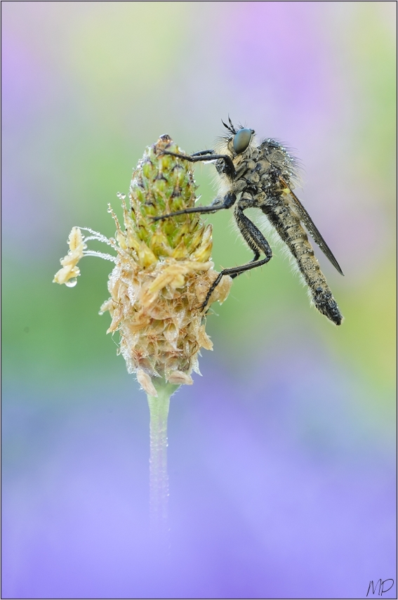 ~ Robberfly ~