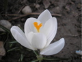 ... only for tomik :)