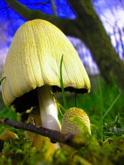 magic mushrooms