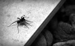 There's a spider...