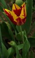 Tulipán