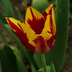 Tulipán