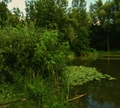 Lekná.