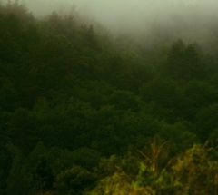 Dubovec.