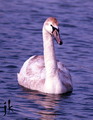 Malinová labuť.