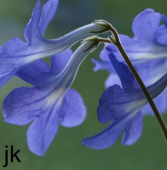 Fialka