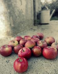 prvá úroda jabĺk