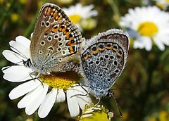 Motýlie duo