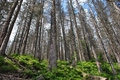 tatras