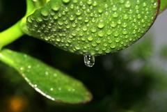 Drops