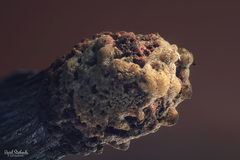 Zapalka - skuska Heliosu