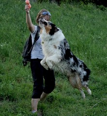 Dogtraining