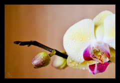 fragile beauty